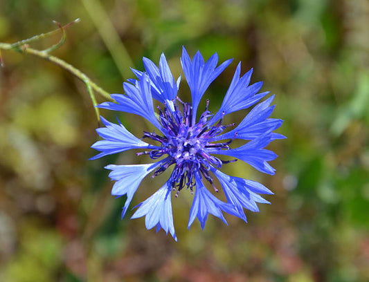 Bleuet des Champs (Centaurea cyanus)