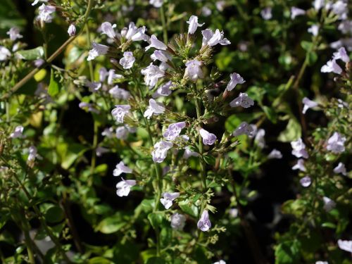 Calament Nepeta (Clinopodium nepeta glandulosum)