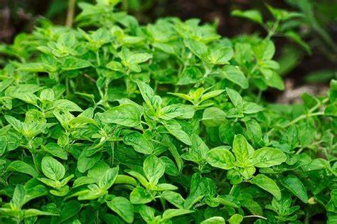 Origan (Origanum vulgare)