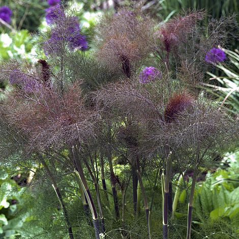 Fenouil Bronze (Foeniculum vulgare var. purpureum)