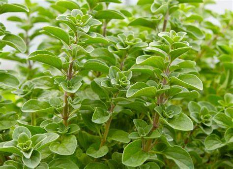 Marjolaine (Origanum majorana)