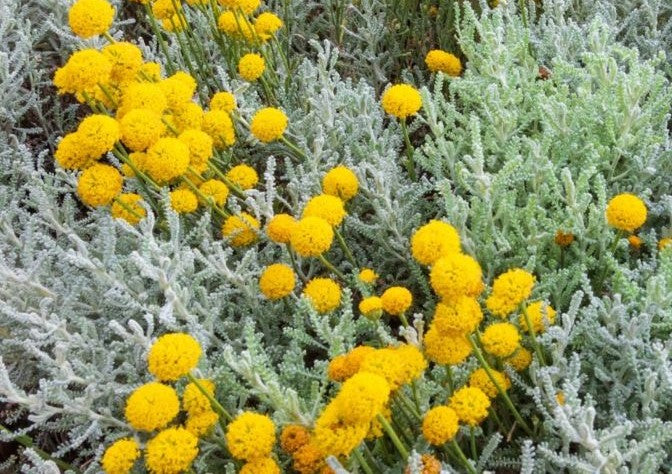 Santoline Argentée (Santolina chamaecyparissus)