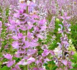 Sauge Sclarée (salvia sclarea)