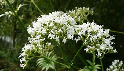 Valériane (Valeriana officinalis)
