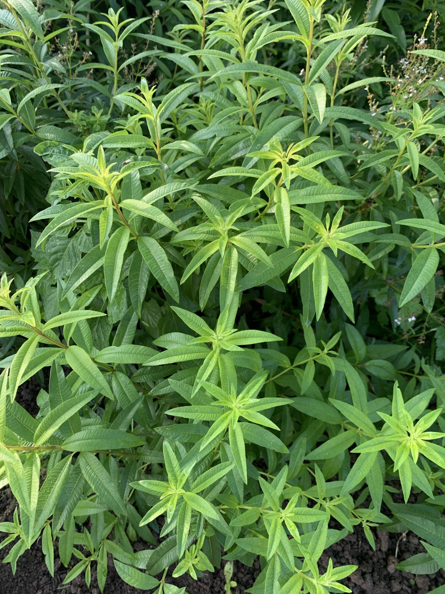 Verveine Citronnelle (Aloysia citrodora)