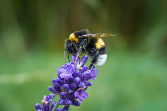 Plantes Aromatiques et Médicinales : Un Festin pour les Abeilles et un Bienfait pour l'Environnement