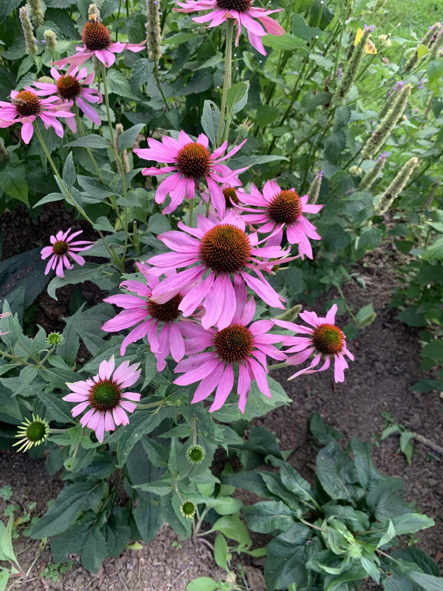 Nos plantes Médicinales