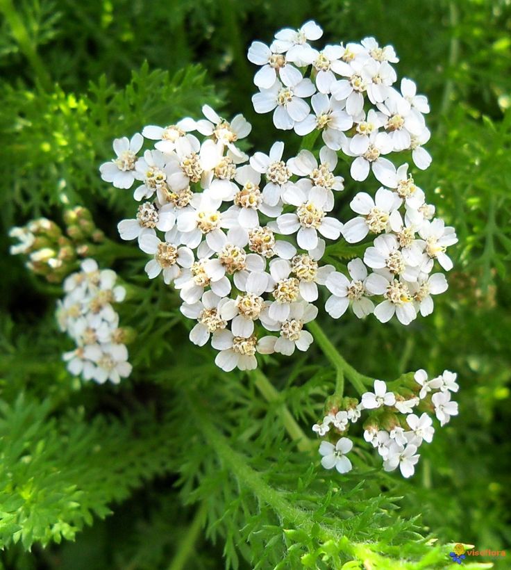 Achillée Millefeuille (Achillea millefolium)