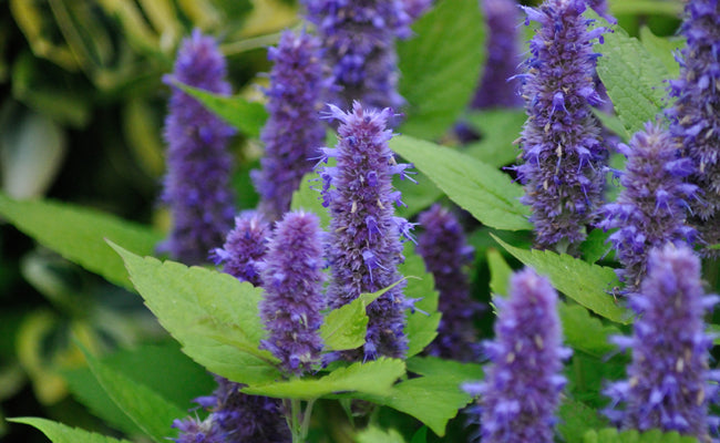 Agastache Anisée (Agastache foeniculum)