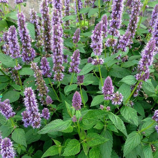 Agastache Menthe (Agastache rugosa)