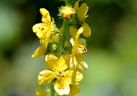 Aigremoine eupatoire (Agrimonia eupatoria)