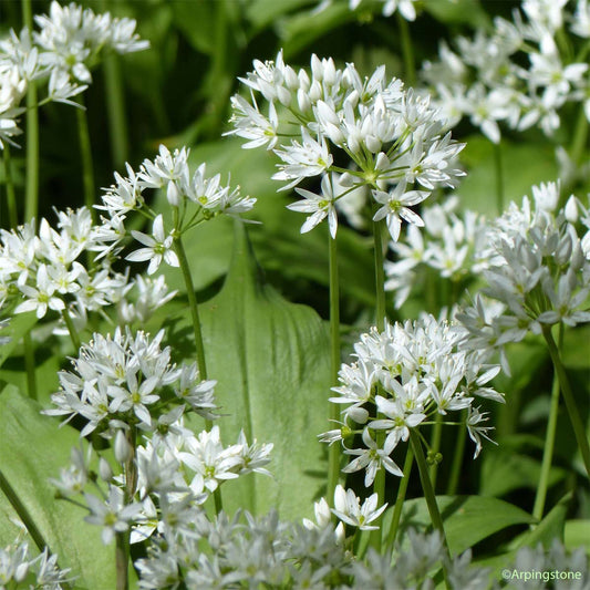 Ail des Ours (Allium ursinum)