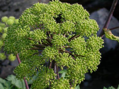 Angélique (Angelica archangelica)