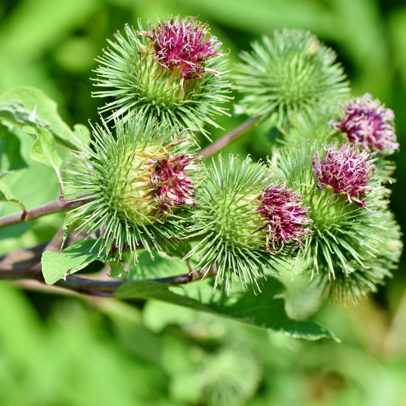 Bardane (Arctium lappa)