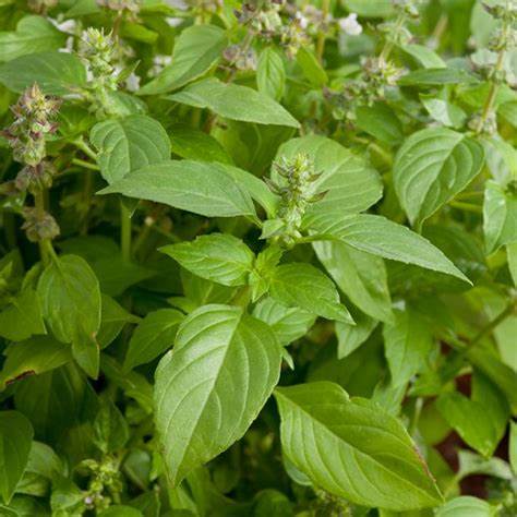 Basilic Anis (Ocimum basilicum 'Anise')