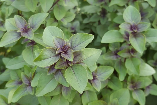 Basilic Sacré (Ocimum sanctum)