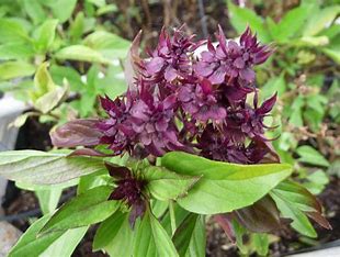 Basilic Thai (Ocimum basilicum 'Thai')