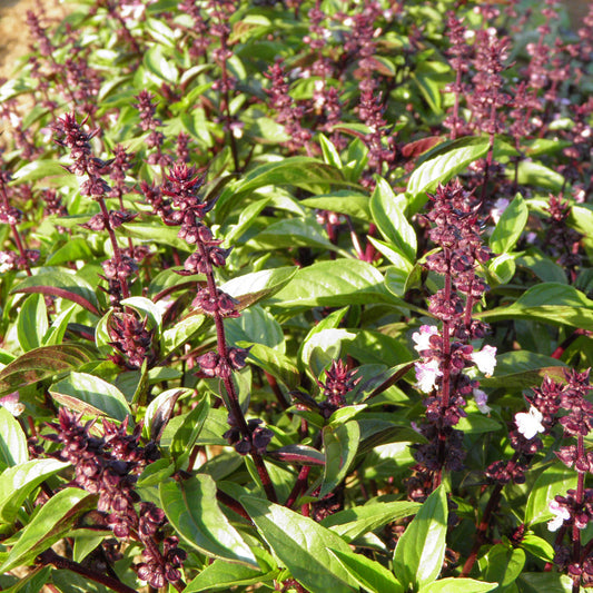 Basilic Cannelle (Ocimum basilicum 'Cinnamon')