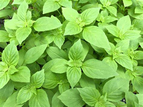 Basilic Citron (Ocimum basilicum 'Lemon')