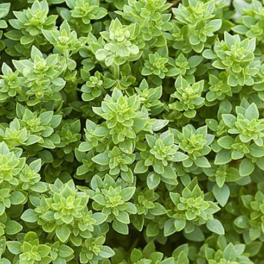 Basilic Grec (Ocimum basilicum 'Greek')