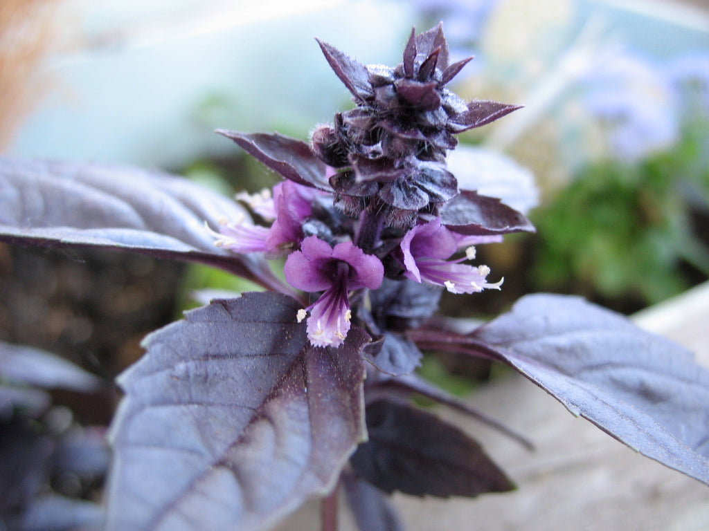 Basilic Pourpre (Ocimum basilicum 'Purple')