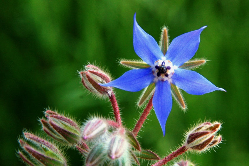 Bourrache (Borago officinalis)