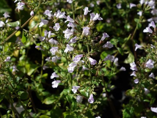 Calament Nepeta (Clinopodium nepeta glandulosum)