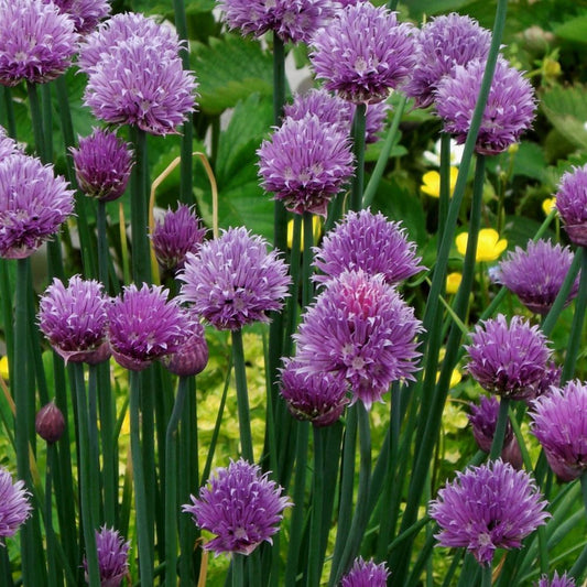 Ciboulette (Allium schoenoprasum)