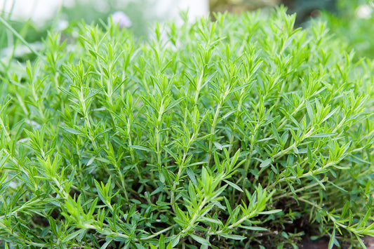 Estragon (Artemisia dracunculus)