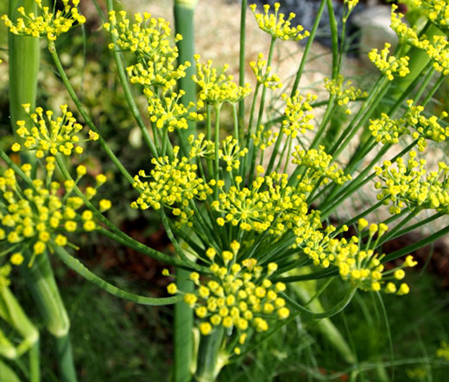 Fenouil (Foeniculum vulgare)