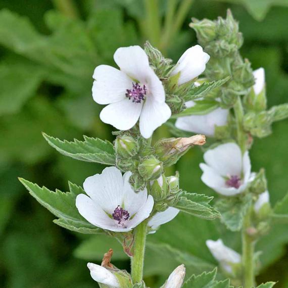 Guimauve (Althaea officinalis)