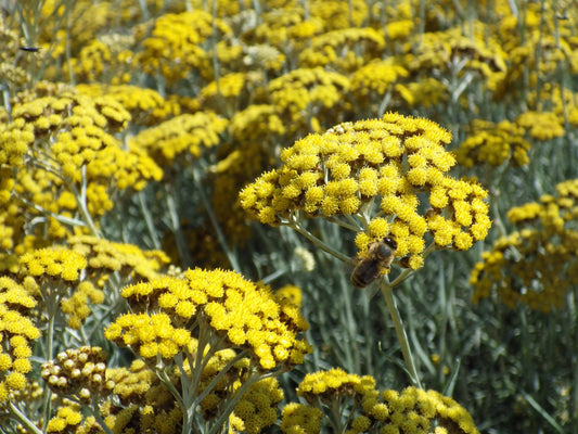 Helichryse Italienne (Helichrysum italicum)