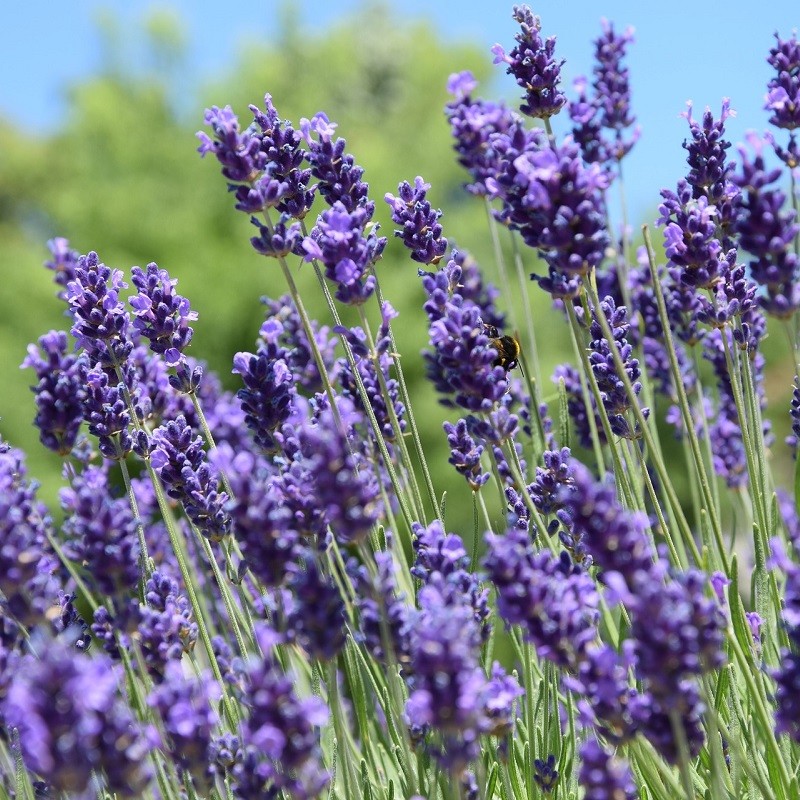 Lavande officinale (Lavandula angustifolia)