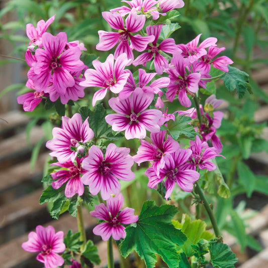 Mauve (Malva sylvestris)