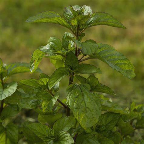 Menthe Bergamote (Mentha citrata)