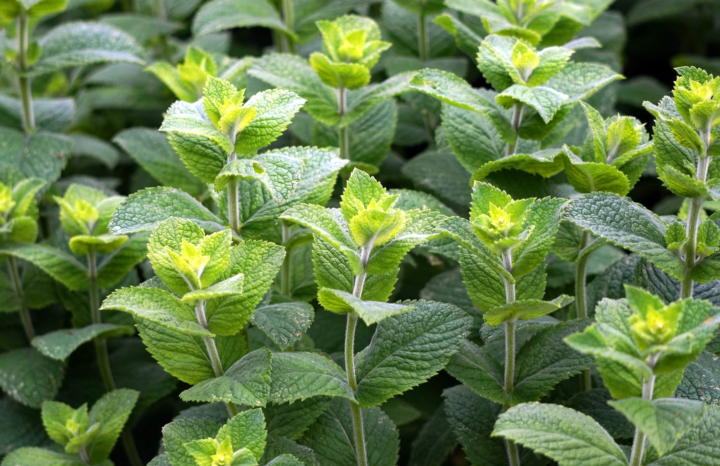 Menthe Poivrée (Mentha × piperita)