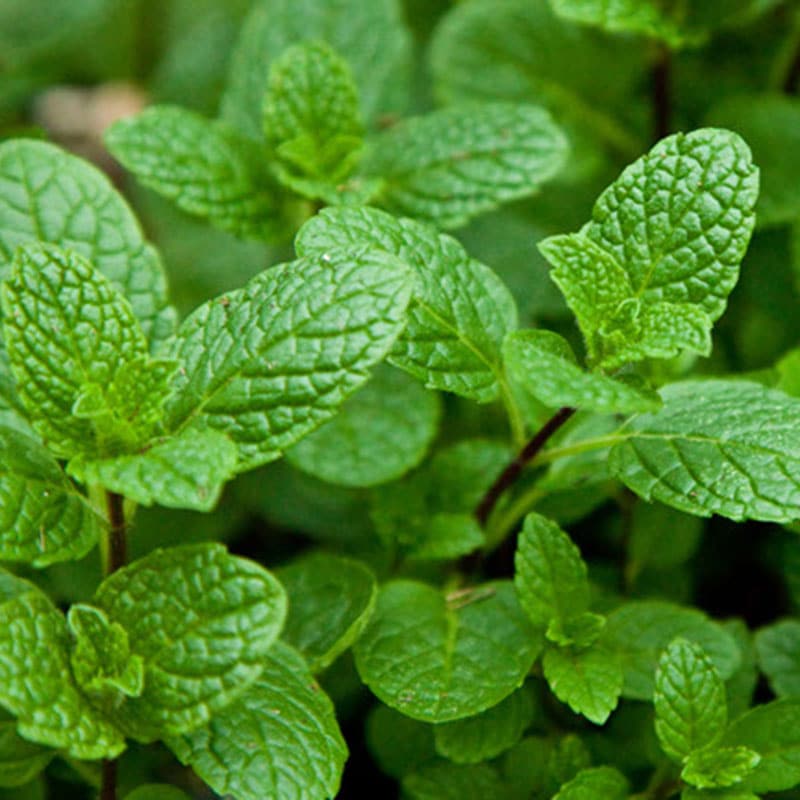 Menthe Verte (Mentha spicata)