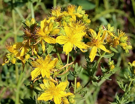 Millepertuis perforé (Hypericum perforatum)