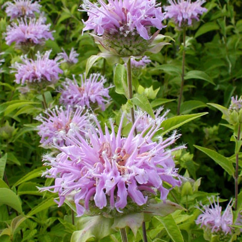 Monarde Menthe (Monarda fistulosa)