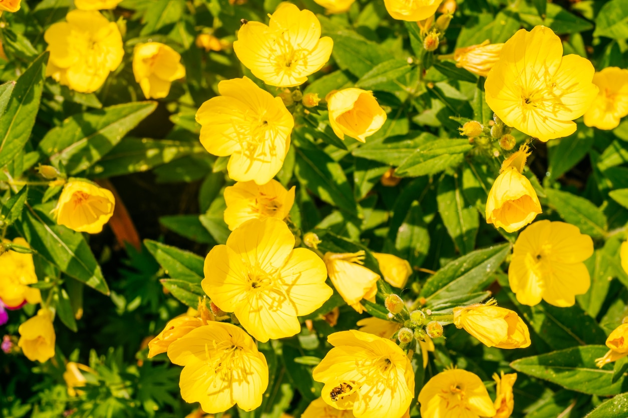 Onagre (Oenothera biennis)