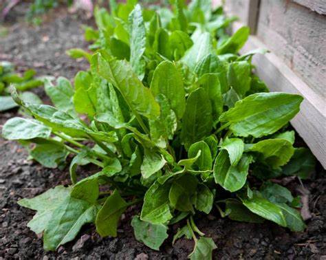 Oseille (Rumex acetosa)