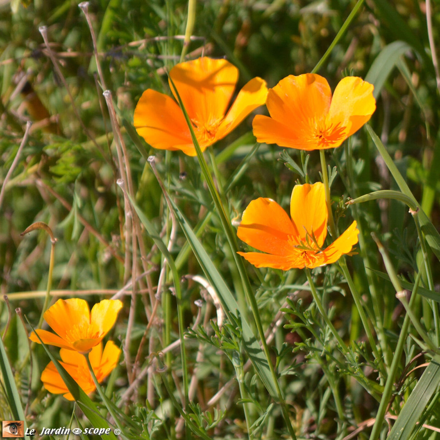 Pavot de Californie (Eschscholzia californica)