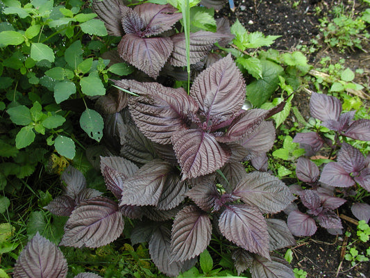 Perilla pourpre ou Shiso (Perilla frutescens var. purpurea)