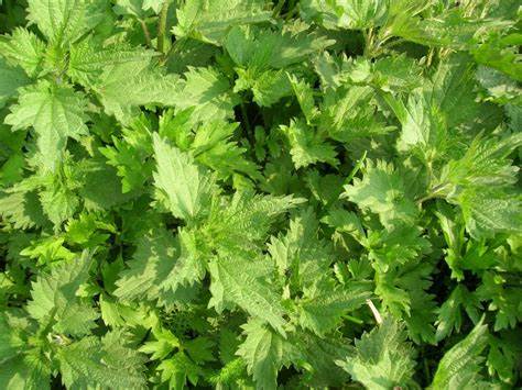 Perilla Verte ou Shiso (Perilla frutescens var. crispa)