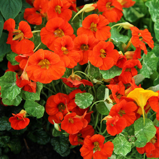 Capucine Grande (TROPAEOLUM MAJUS)