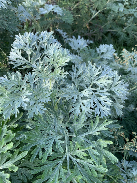 Absinthe (Artemisia absinthium)