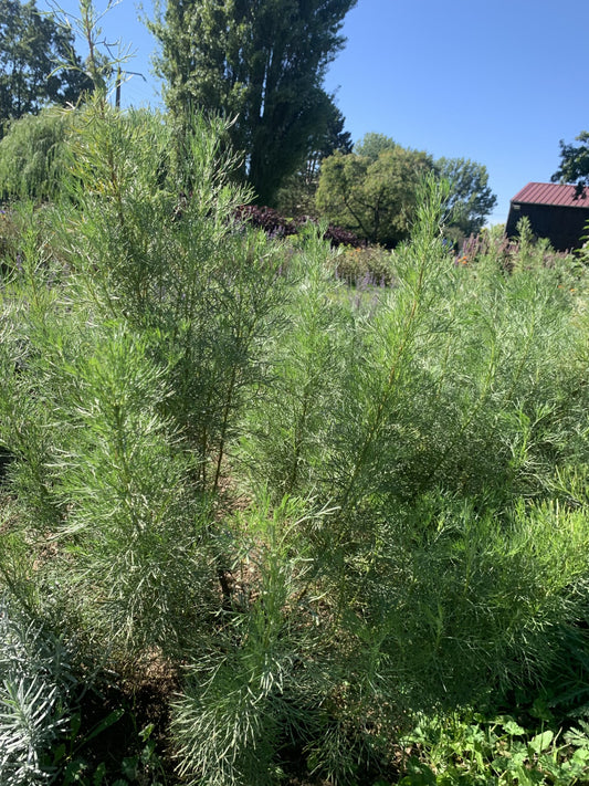 Aurone (Artemisia abrotanum)