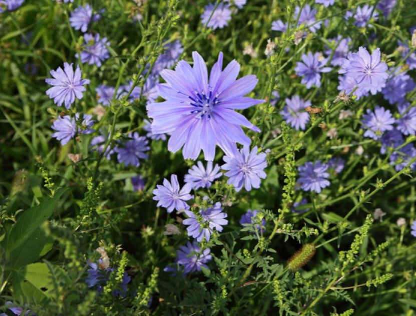 Chicorée Sauvage (Cichorium intybus)