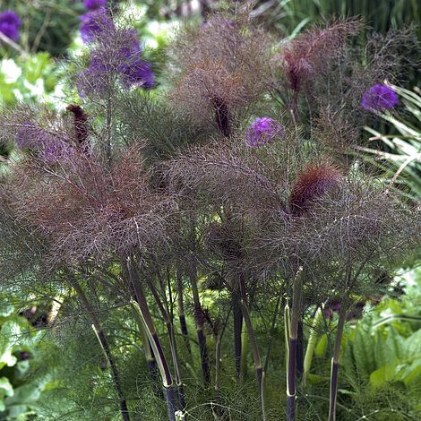 Fenouil Bronze (Foeniculum vulgare var. purpureum)