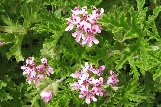 Géranium Rosat (Pelargonium graveolens)